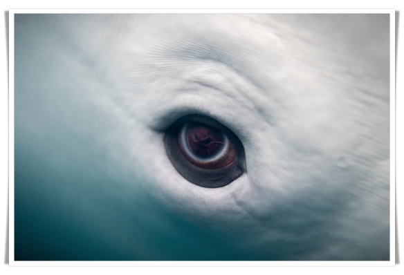 beluga eye